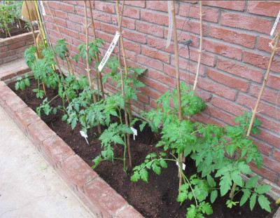 Tomaten_mai_2011_02.jpg