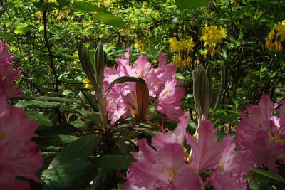 rhodofreude_201105_zg.jpg