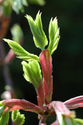 acer_shirasawanum_aureum_01.jpg