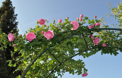 Mme_Lauriol_de_Barny_0011__3912.jpg