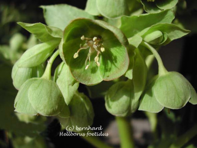 hellebours_foetidus11.jpg