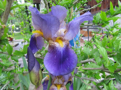 Lent_A._Williamson_vllt_110516.jpg