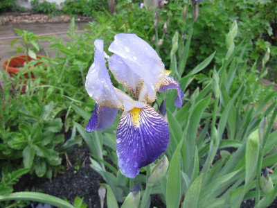 Iris_unbekannt_2_110516.jpg