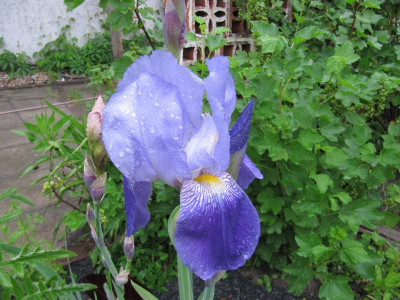 Iris_unbekannt_1_110516.jpg