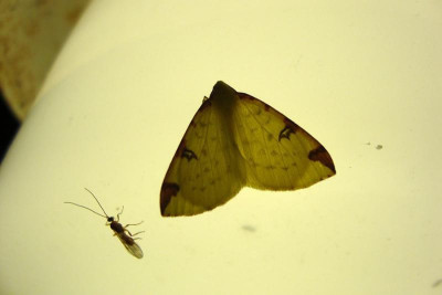nachtflatterer_20110514_zg.jpg