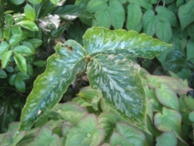 Bunter_Arisaema.JPG