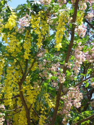 Laburnocytisus_Adamii_600x600_80KB.jpg