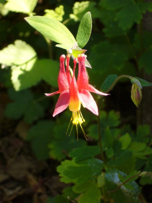 Aquilegia_600x600_80KB.jpg