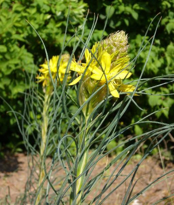 Asphodeline_lutea_600x600_80KB.jpg