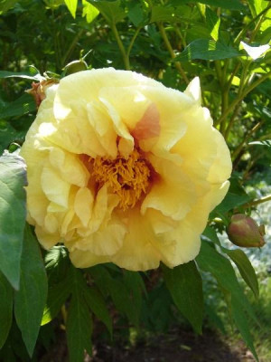 Paeonia_Hybride_600x600_80KB.jpg