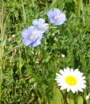 Lein_u_Margerite_600x600_80KB.jpg