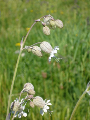 Silene_600x600_80KB.jpg