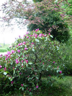 Rhodo_Bluete_15052011.jpg