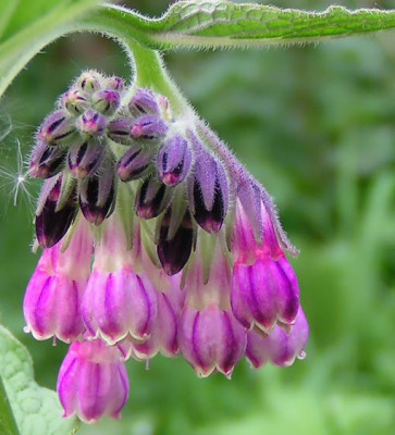 symphtytum_aubergine.jpg