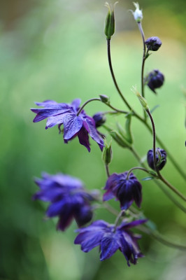 Aquilegia_Blue_Barlow.jpg