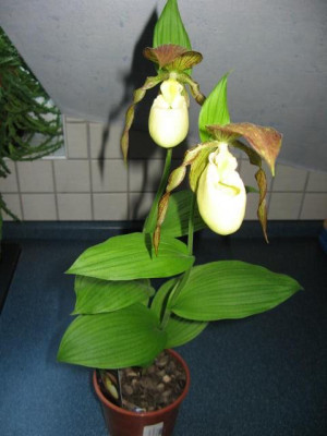 IMG_3825_600x600_78KB.jpg