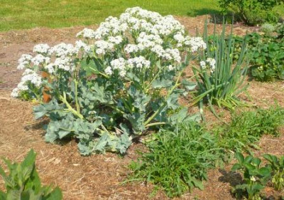 Crambe_maritima.JPG