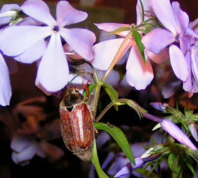 Phlox_div_CloudsOfPerfume.jpg