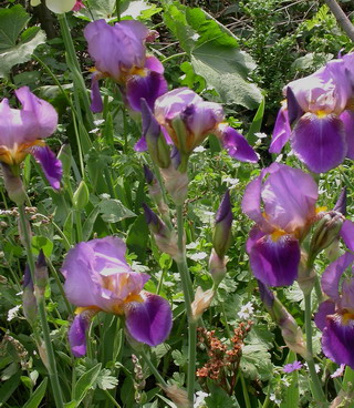 DSCN6979_Lent_A_Williamson_web.jpg