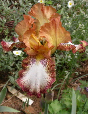 DSCN6964_hellbraune_Plicata_web.jpg