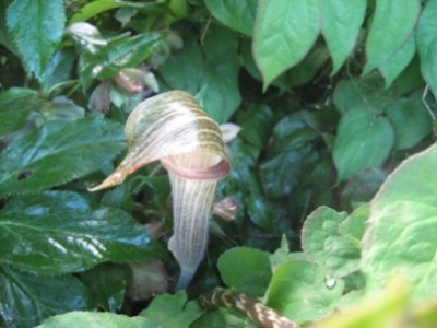 Bluhte_vom_Buntblatt.JPG