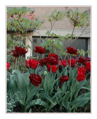 Tulipa_Uncle_Tom__Tulipa_Deshima_01-05-05.jpg