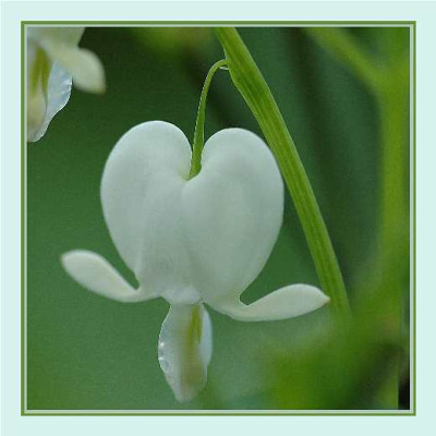Dicentra_Alba_-_Tranendes_Herz_01-05-05.jpg