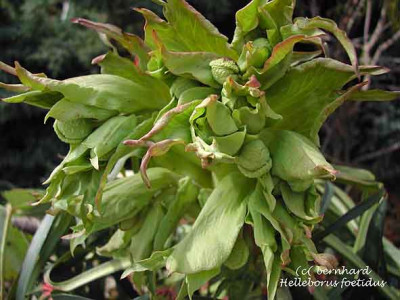 helleborus_niger12.jpg