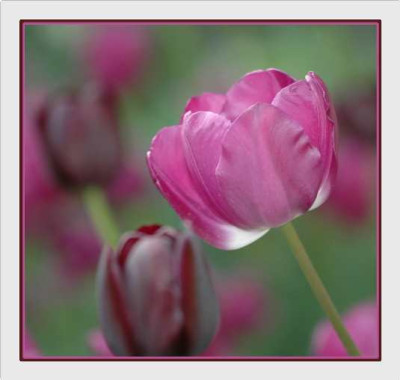 Tulipa__Negrita__Queen_of_the_Night_01-05-05.jpg