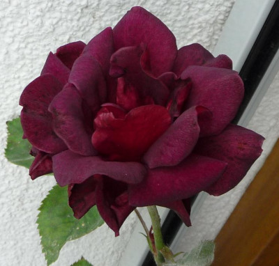 BurgundyVelvet_0511_04.JPG
