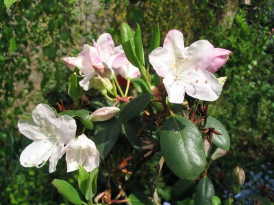 Rhododendron_oreotrephes_Hortu.jpg