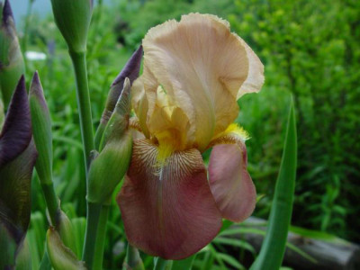K640_DSC01984.JPG