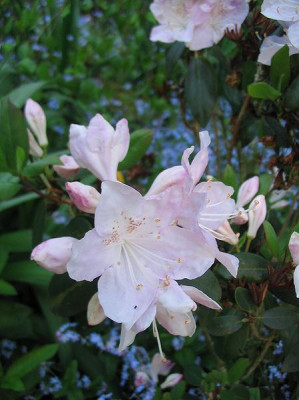 Rhododendron_oreotrephes_Hortu_2.jpg