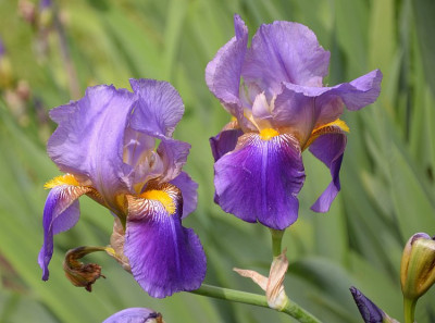 iris_hmm_02.jpg
