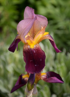 iris_hmm_03.jpg
