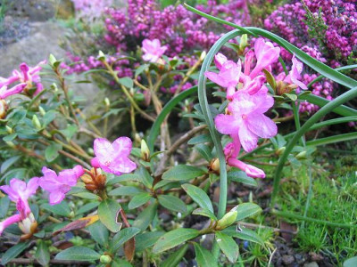 Rhododendron_myrtifolium_Hortu.jpg