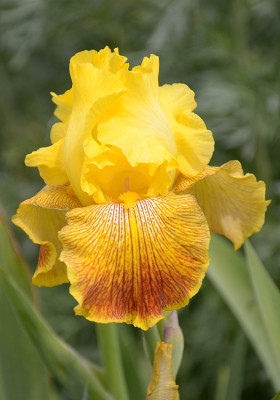 iris_hmm_04.jpg