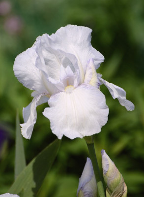iris_hmm_05.jpg