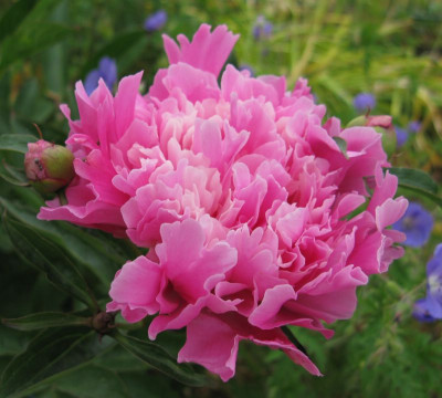 Paeonia_lactiflora_Catharina_Fontijn_2_800x600.JPG