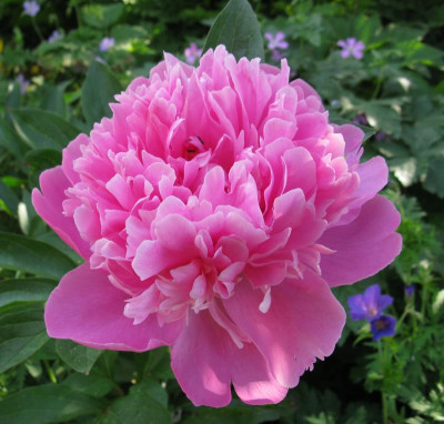 Paeonia_lactiflora_Sarah_Bernhard_1_800x600.JPG