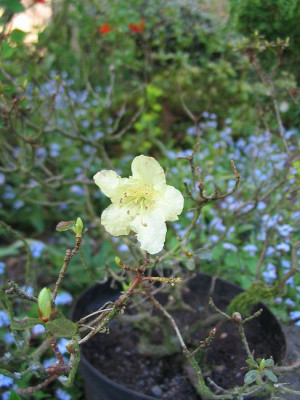 Rhododendron_chryseum_Hortu.jpg