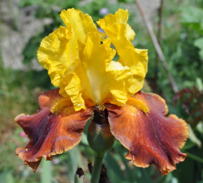 Iris_gelbbraun_0011__3774.jpg