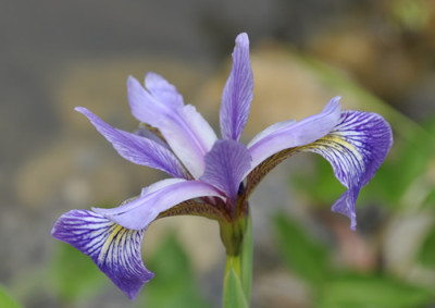 Iris_am_Teich_0011__3835.jpg