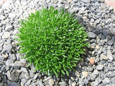 Gypsophila_aretioides_Hortu_1.jpg