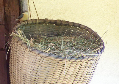Neues_Nest.JPG
