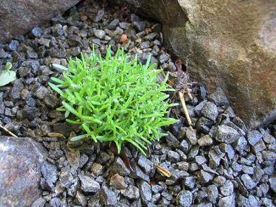 Gypsophila_aretioides_Hortu_2.jpg