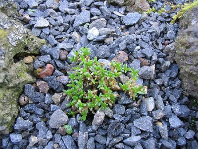 Gypsophila_aretioides_Hortu_3.jpg