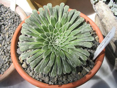 Saxifraga_longifolia_Hortu.jpg