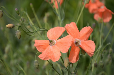 mohn_noname_mai11.jpg