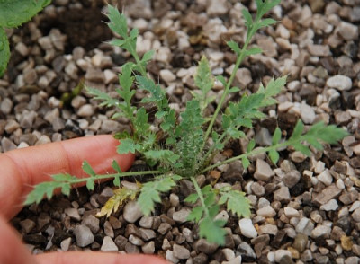 mohn_hmm2010.jpg